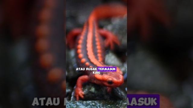 Hewan ini bisa numbuhin mata, bahkan jantung sendiri⁉️🙀 #faktaunik #faktamenarik смотреть онлайн