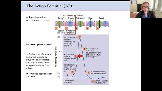 The Action Potential - Communication within the Neuron смотреть онлайн