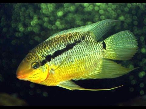 #Aquarium. Мезонаута и др. смотреть онлайн