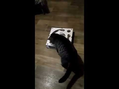 Лучшая игрушка для кота смотреть онлайн