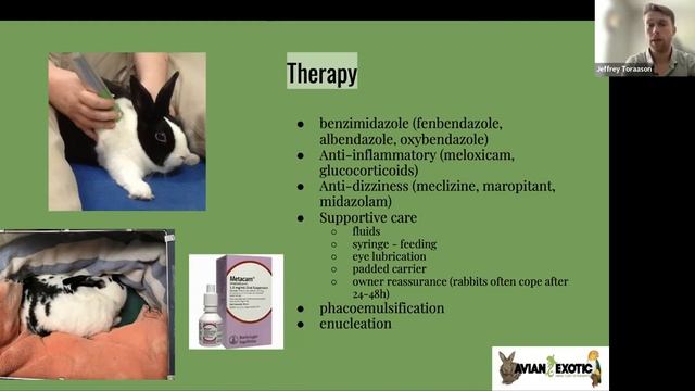 Encephalitozoon Cuniculi In Rabbits – Small Pet Welfare Symposium September 2023