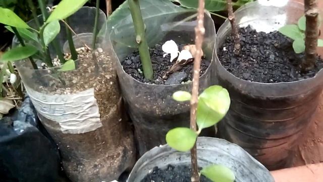 ALPORQUIA DE MANGA E ACELORA, TAMBÉM ESTAQUIA DE MANGA COM ACIDO INDOL BUTIRICO 6000POM. смотреть онлайн