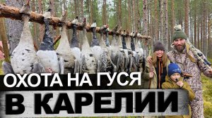 Охота на Гуся Карелия 2024