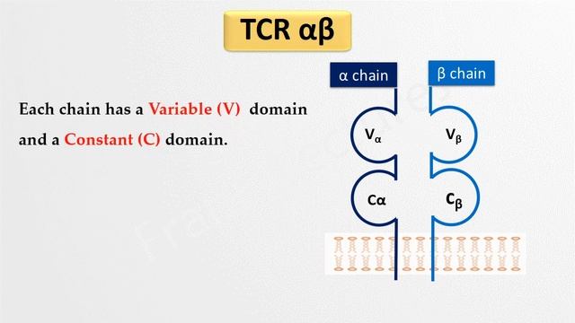 T Cell ReceptorTCR and CD3 FL смотреть онлайн