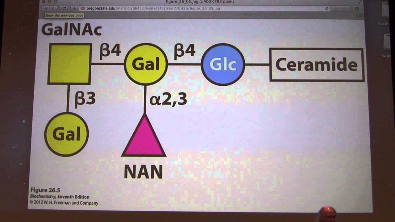 34.  Kevin Ahern's Biochemistry - Metabolism Of Membrane Lipids