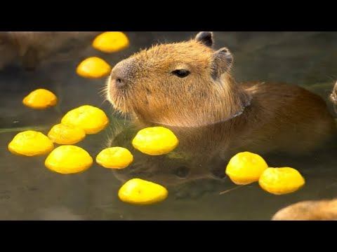 ИСТОРИЯ СУПЕР АМОГУСА 😰 / 3 ЧАСТЬ