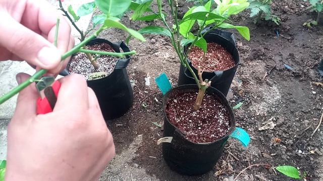 Укорінення гілочки лимону . 🇺🇦💪 смотреть онлайн