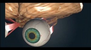 Таяқшаның, құтышаның құрылымы мен қызметі  8 сынып 3 тоқсан  #көз #зрение