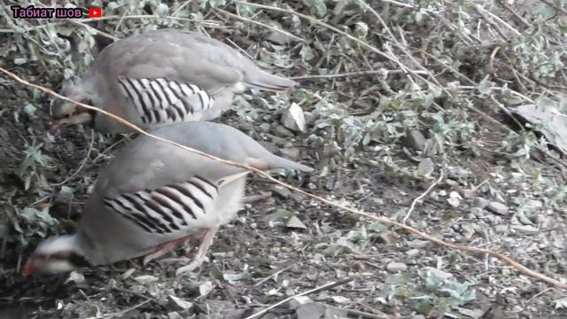 Кабко да лаби Чашма Об хурдестан Keklik Куропатка که و Partridge Chukar смотреть онлайн