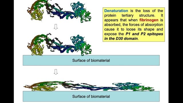 Non-covalent Adsorption of Plasma Proteins: A Key Step in Cells and Biomaterials Interaction #BME21 смотреть онлайн
