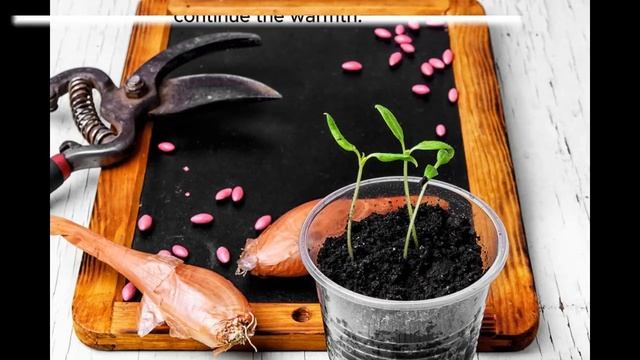 5 MOST IMPORTANT STEPS FOR GROWING PLANTS FROM SEEDS! смотреть онлайн