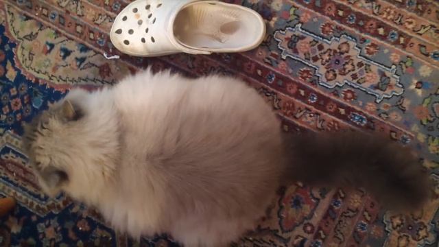 Tita Ester's Christmas Advent Calendar - Day 15 смотреть онлайн