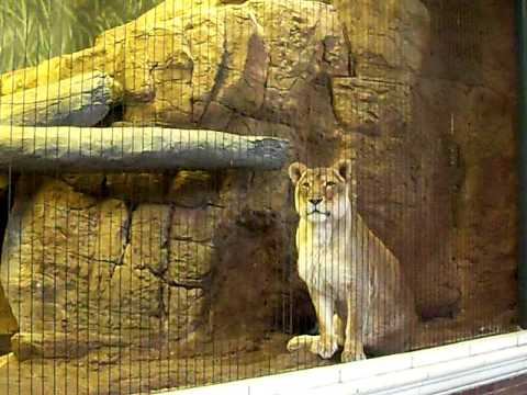 He and She. Lion and Lioness relationship смотреть онлайн