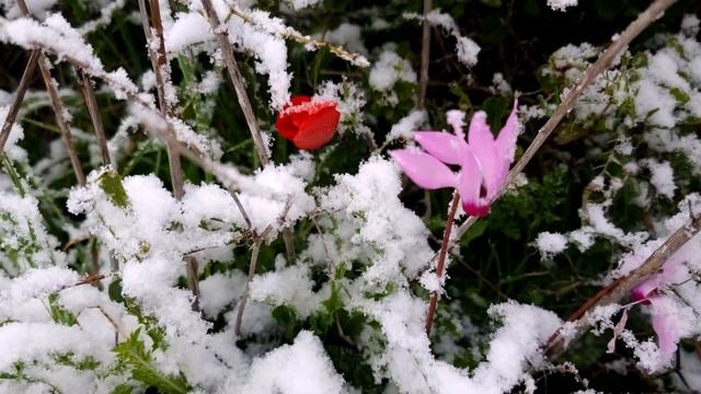 Снег на холмах Самарии, Ариель, Израиль / Snow in Samaria, Ariel, Israel смотреть онлайн