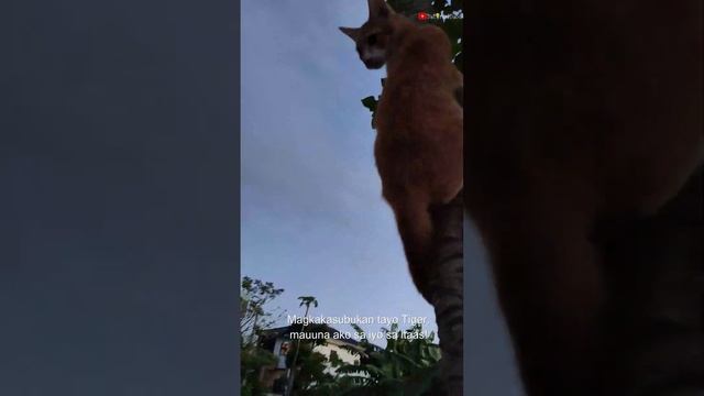 Pusa naging mala unggoy sa pag akyat sa puno.Pang pa good vibes lang po enjoy. смотреть онлайн