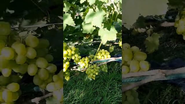 "Богатяновский" по состоянию на 23.08.2022. смотреть онлайн