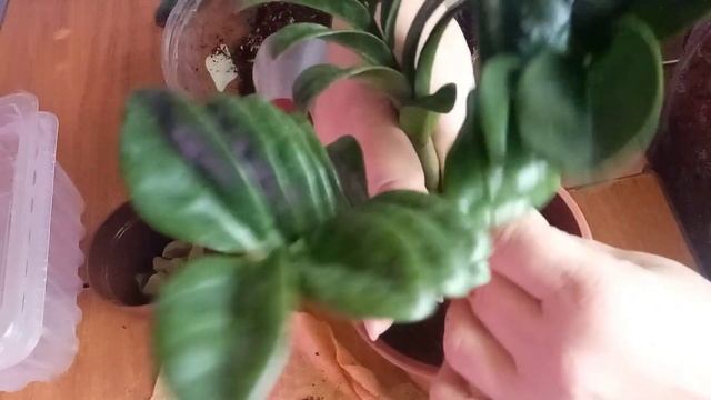 🌿Посадка. Размножение замиокулькаса Зензи.💚 📌Начинаю эксперемент 26.07.24г.❗ смотреть онлайн