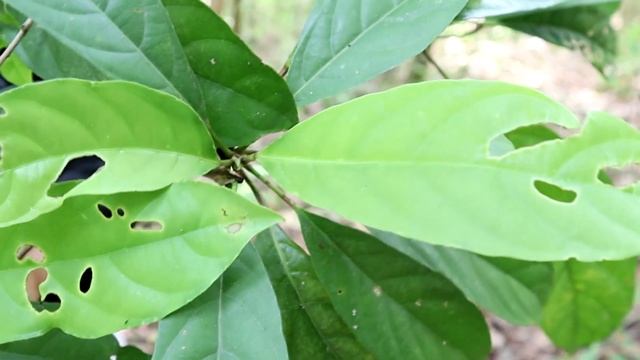 phab ej naas ej de txiv toj leeb qus qab heev смотреть онлайн