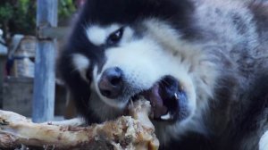 「云南牛味百态」铜瓢牛肉——云南保山的看家美食【滇西小哥】