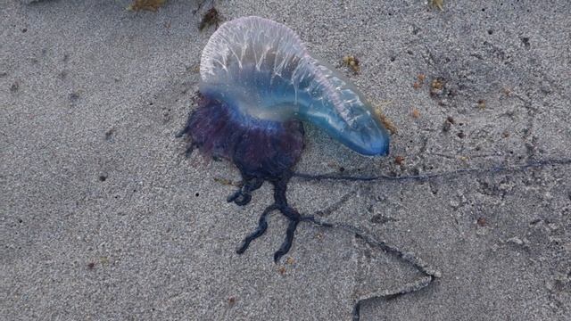Man O War Symbiosis смотреть онлайн