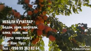 Мевали кучатлар сотувда