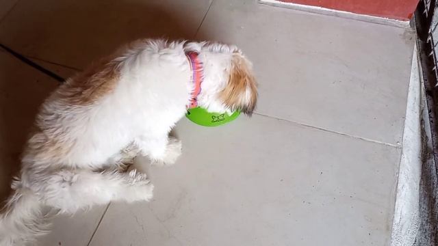 NexGard Spectra Review | Anti Tick and Flea #Nextguard#review #Tickandflea#FurryPet#Nexgard смотреть онлайн
