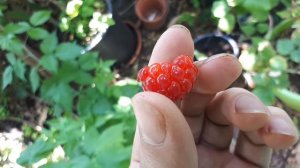 Rubus parvifolius – grow & care (Tasty fruits)