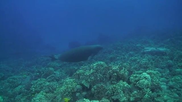 Monk Seal at Makako Bay смотреть онлайн
