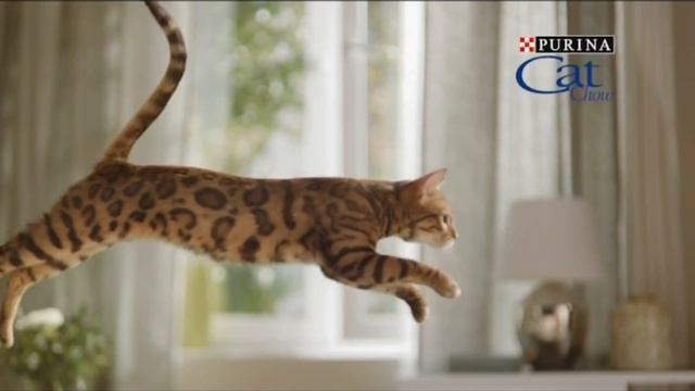Реклама Purina Cat Chow | Пурина Кэт Чау смотреть онлайн