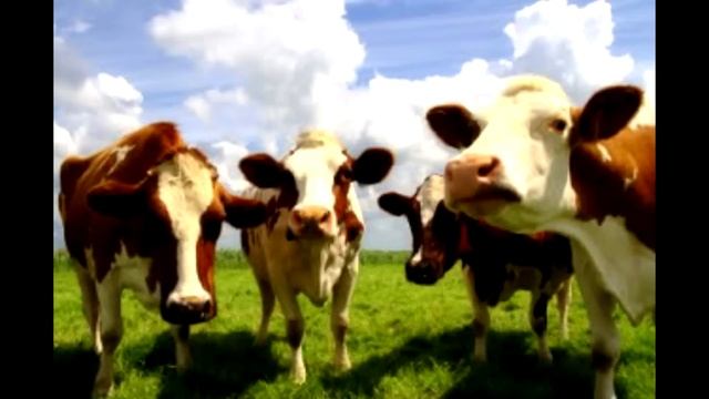 Study Shows Raw Milk Doesn't Help Lactose Intolerance - Real Dangers Of Raw Milk смотреть онлайн