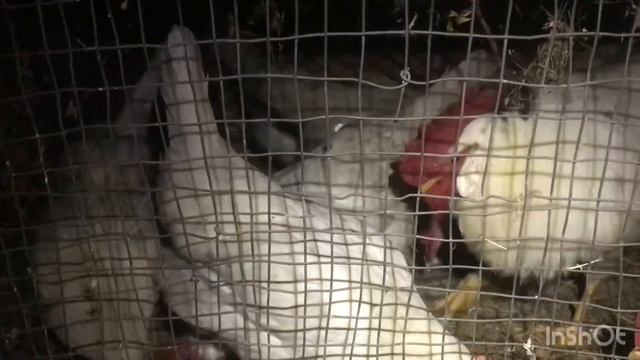 Леггорн, переселення білої сімейки. Одна з найкращих несучок смотреть онлайн