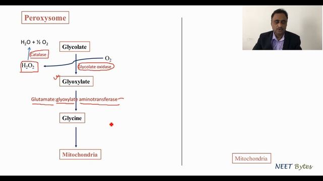 Photorespiration смотреть онлайн