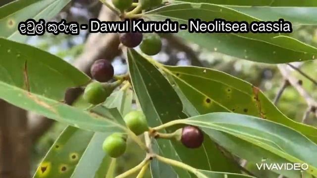 දවුල් කුරුඳු - Dawul Kurudu - Neolitsea cassia смотреть онлайн