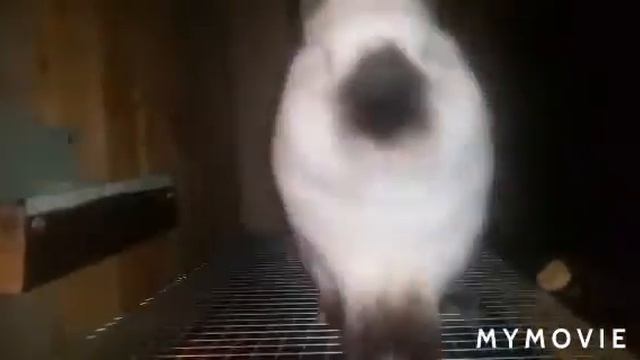 Калифорнийский кролик самец весь 4,5 кг рабочий смотреть онлайн