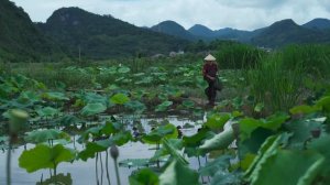 酸笋——云南傣味菜里的灵魂调味料【滇西小哥】