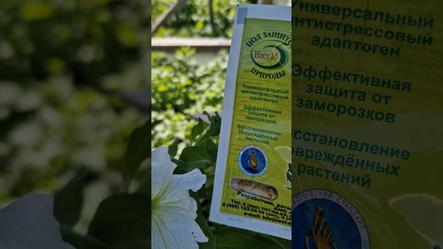 Подготовка рассады петунии в открытый грунт. #garden #петуния смотреть онлайн
