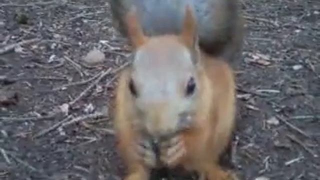 Ручная белка / Hand squirrel смотреть онлайн
