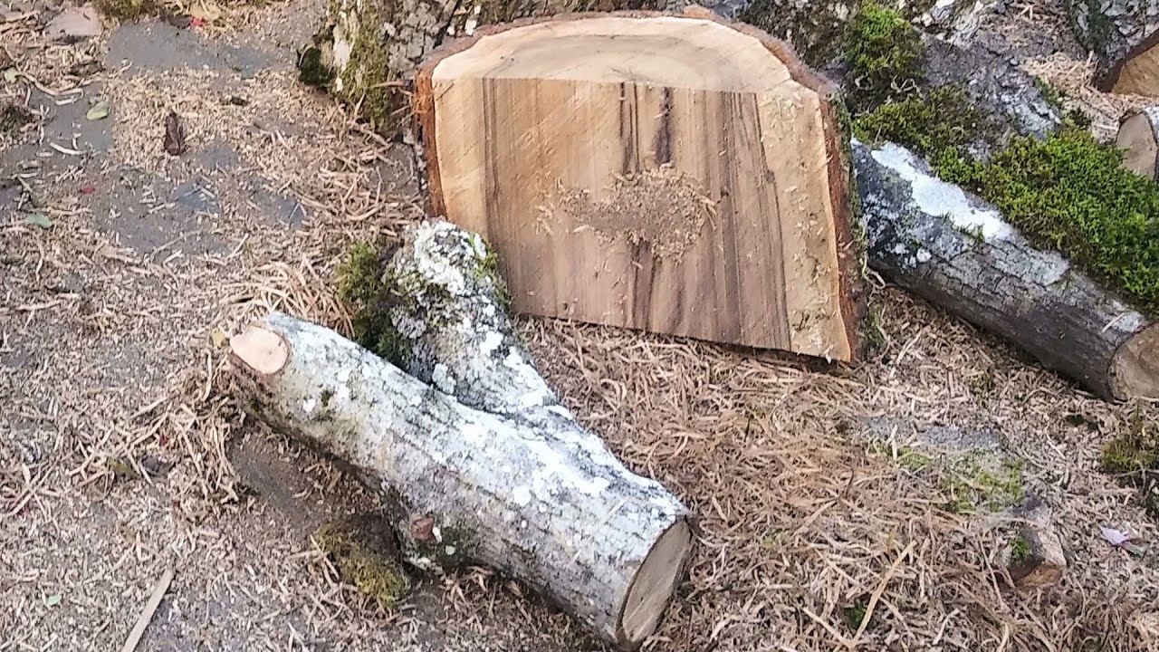 Pretty Little Walnut Crotch Wood Turning смотреть онлайн