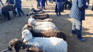 21,,01,2024,йил Карши карвон мол бозор куй🐐🐏 кузи сотилган ва кайтган нархлари 🐑🐏