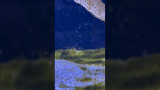 Copepods on the front glass? смотреть онлайн