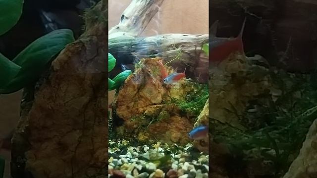Креветка vs неон 🤼🐟🦐#аквариум #аквариумистика #рыба #неон #креветка #aquarium #video #nature #top смотреть онлайн