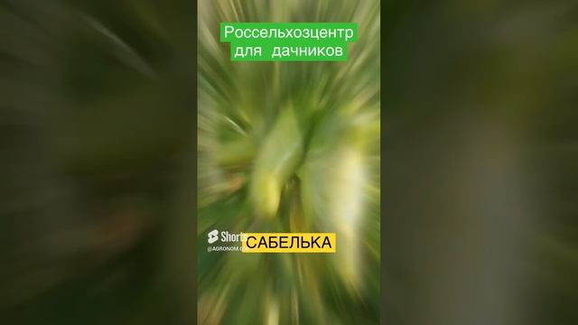 Выбираем сорта томатов. Сабелька. Необычная форма. Россельхозцентр #московскаяобласть #советы#ответ смотреть онлайн