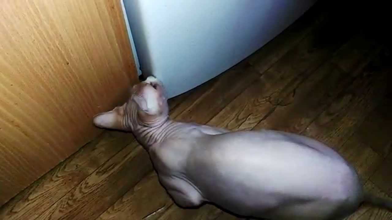 my cat ёрик смотреть онлайн