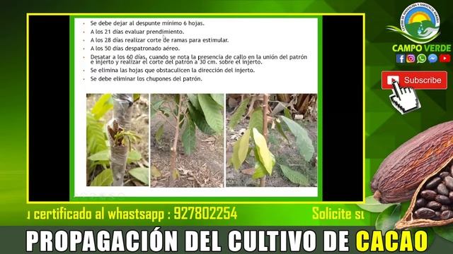 ✅ Técnicas De Propagación De Cultivo De Cacao