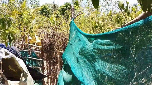 Гоа, Арамболь. Огороды местных жителей.