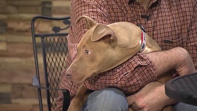 Pet Obesity on Pet Talk Tuesday смотреть онлайн
