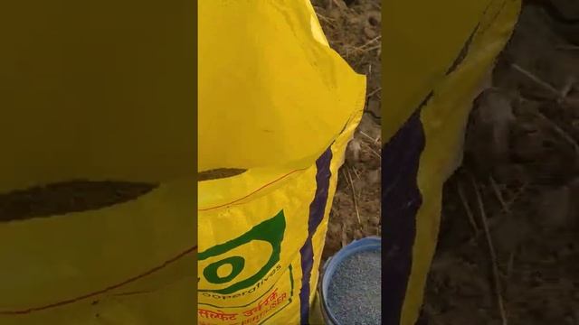Use of fertilizers in sugarcane - Ammonia phosphate sulphate || #short смотреть онлайн