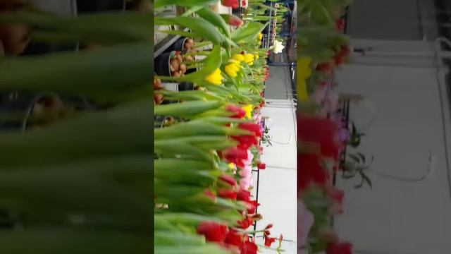 TULIPA SEADOV #flowers #fresh #short смотреть онлайн