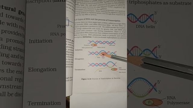 Transcription in Bacteria #Trancription #DNA #PUCsecondyear смотреть онлайн