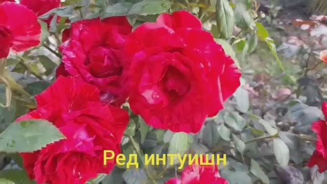 Розы -5 самых красивых и обильно цветущих в моем саду в этом сезоне!.mp4 смотреть онлайн